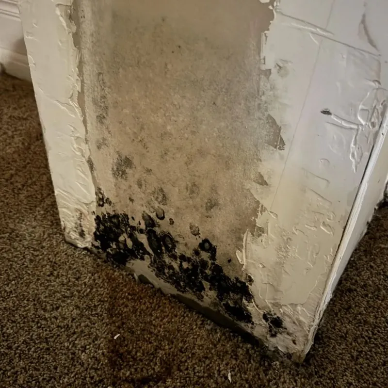Professional Mold Removal in Rio Rancho, NM